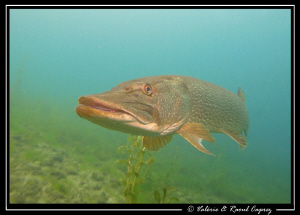 Nice encounter in the Geneva Lake by Raoul Caprez 